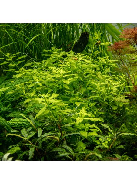 Ludwigia palustris 'Green' en maceta