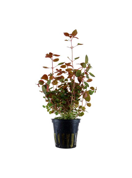 Ludwigia palustris 'Super Red' en Maceta