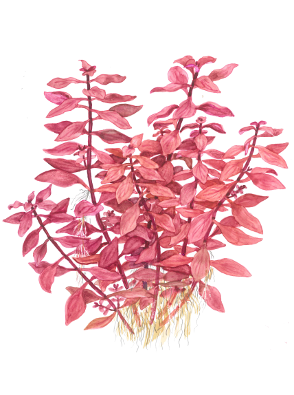 Ludwigia palustris 'Super Red' en Maceta 2