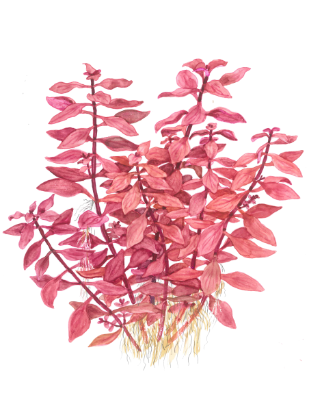 Ludwigia palustris 'Super Red' en Maceta