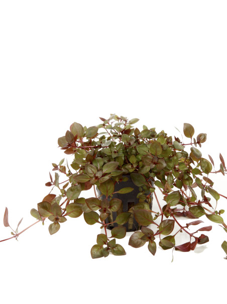 Ludwigia palustris 'Super Red' en Maceta