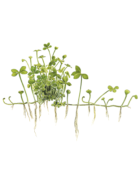 Marsilea hirsuta 1-2-Grow!