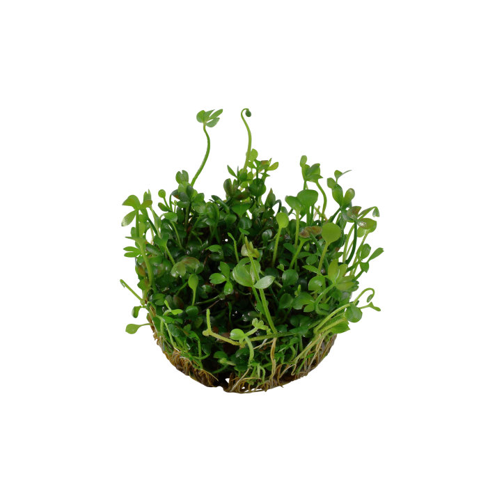 Marsilea hirsuta 1-2-Grow!