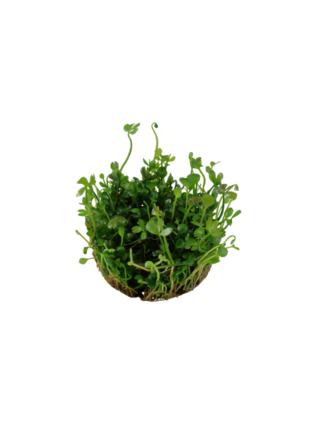 Marsilea hirsuta 1-2-Grow!