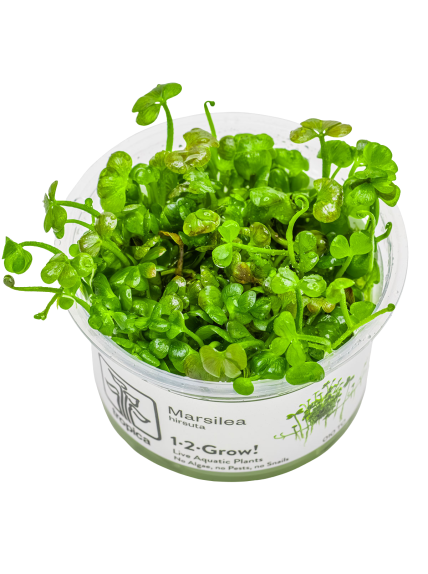 Marsilea hirsuta 1-2-Grow!