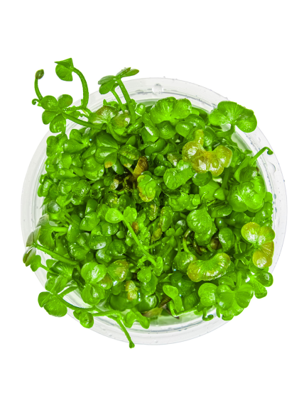 Marsilea hirsuta 1-2-Grow! 2