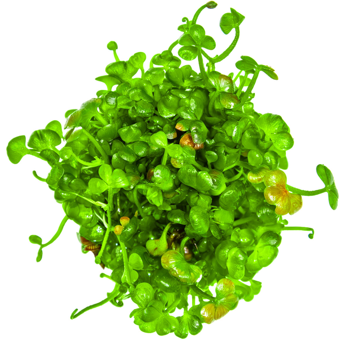 Marsilea hirsuta 1-2-Grow!