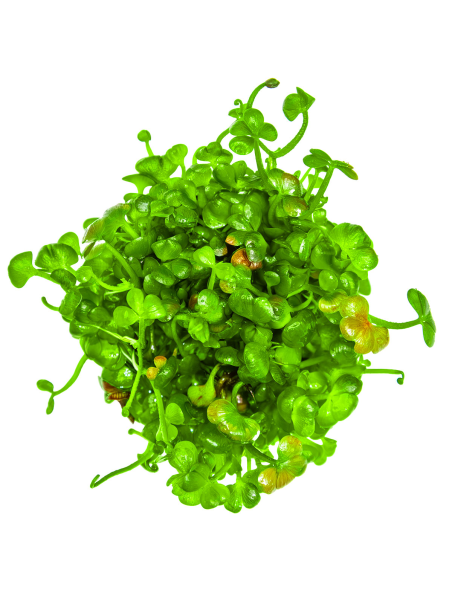 Marsilea hirsuta 1-2-Grow!