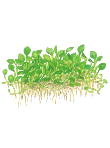 Marsilea minuta 1-2-Grow! (Antiguamente Marsilea crenata)