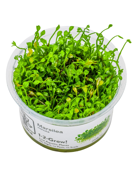 Marsilea minuta 1-2-Grow! (Antiguamente Marsilea crenata)