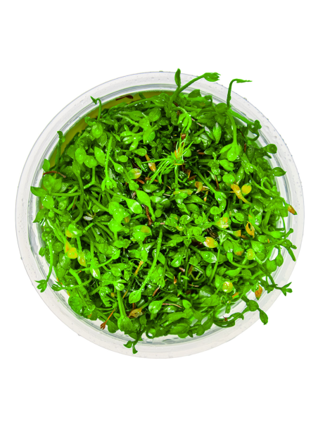 Marsilea minuta 1-2-Grow! (Antiguamente Marsilea crenata)