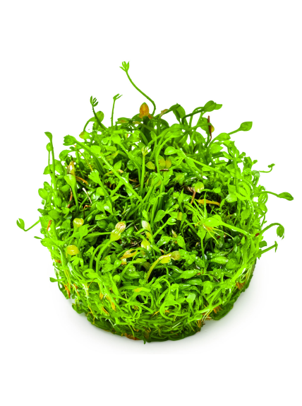 Marsilea minuta 1-2-Grow! (Antiguamente Marsilea crenata) 2