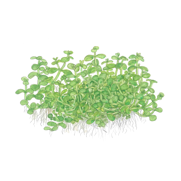 Micranthemum tweediei 'Monte Carlo' 1-2-Grow!