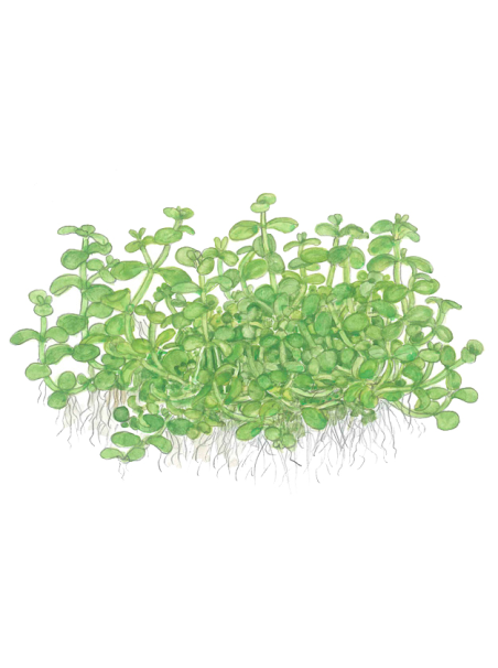 Micranthemum tweediei 'Monte Carlo' 1-2-Grow!