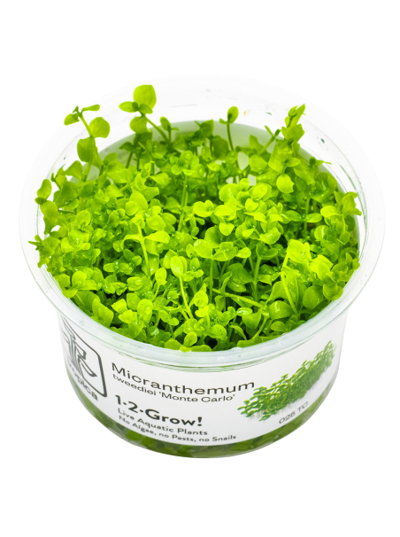 Micranthemum tweediei 'Monte Carlo' 1-2-Grow!