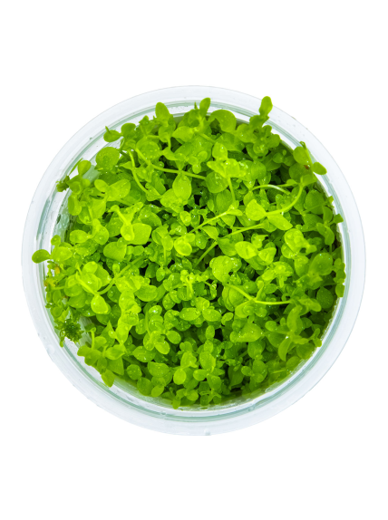 Micranthemum tweediei 'Monte Carlo' 1-2-Grow! 2