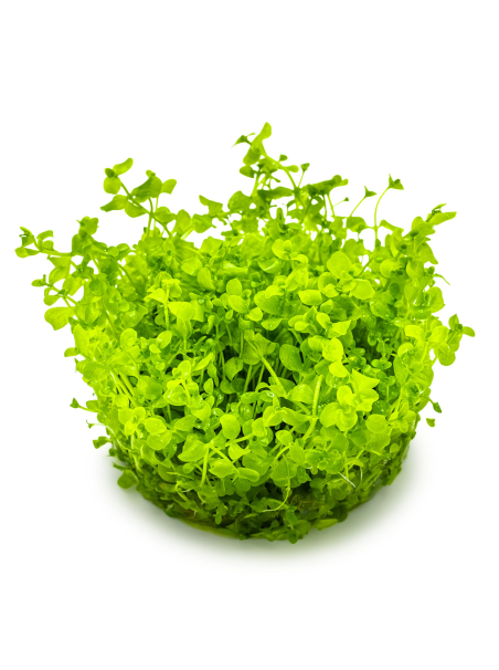 Micranthemum tweediei 'Monte Carlo' 1-2-Grow!