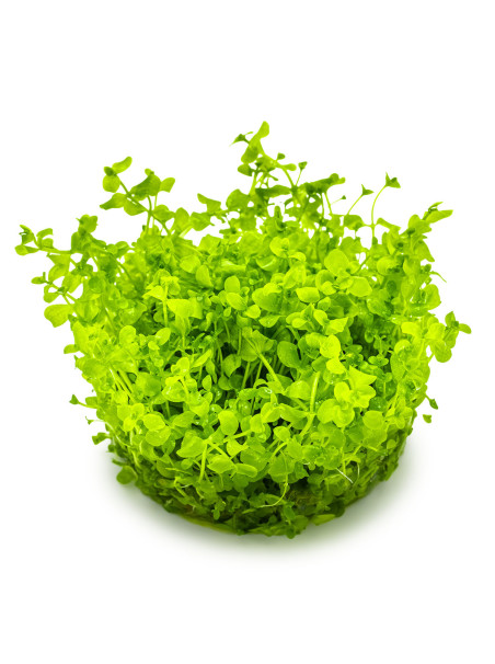 Micranthemum tweediei 'Monte Carlo' 1-2-Grow!