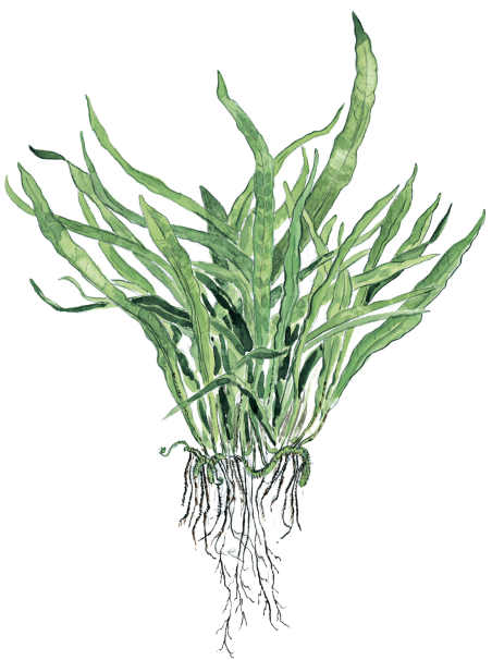 Microsorum pteropus 'Narrow' en maceta