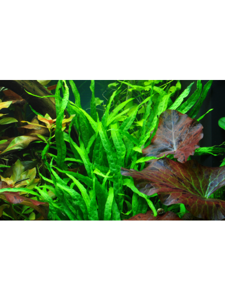 Microsorum pteropus 'Narrow' en maceta