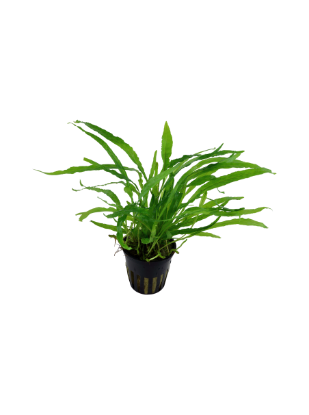 Microsorum pteropus 'Narrow' en maceta