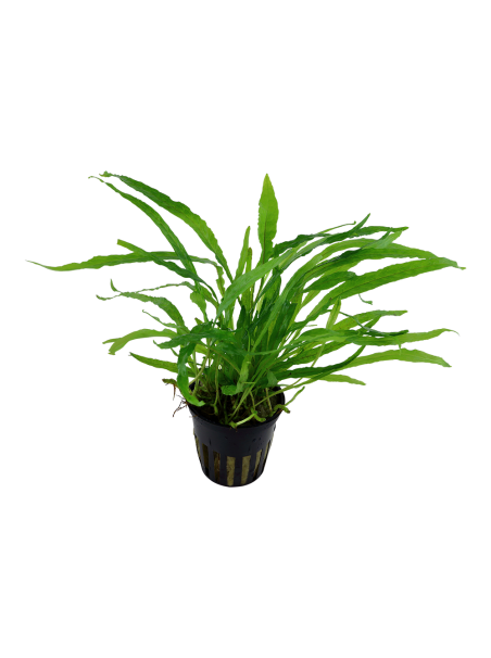 Microsorum pteropus 'Narrow' en maceta