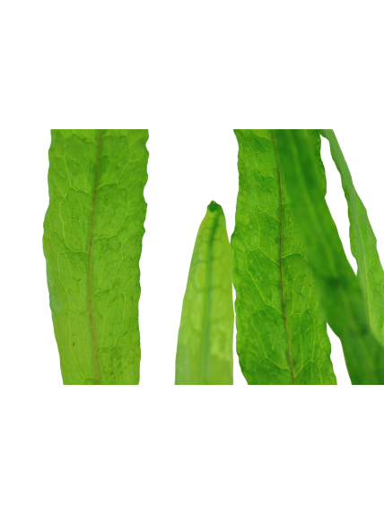 Microsorum pteropus 'Narrow' en maceta 2