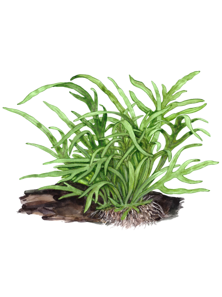 Microsorum pteropus 'Trident' en maceta