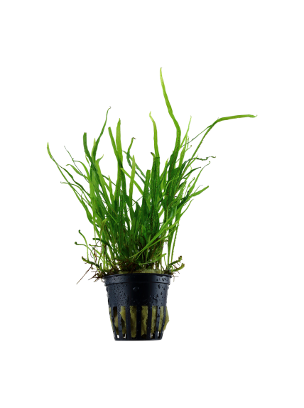 Microsorum pteropus 'Trident' en maceta 2