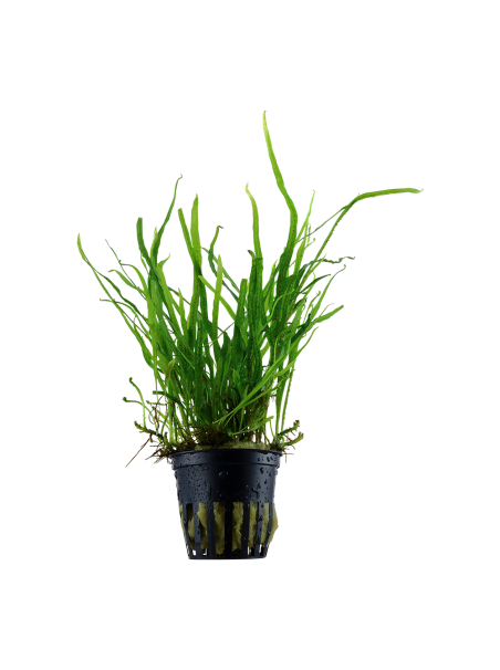 Microsorum pteropus 'Trident' en maceta