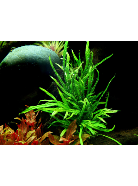 Microsorum pteropus 'Trident' en maceta