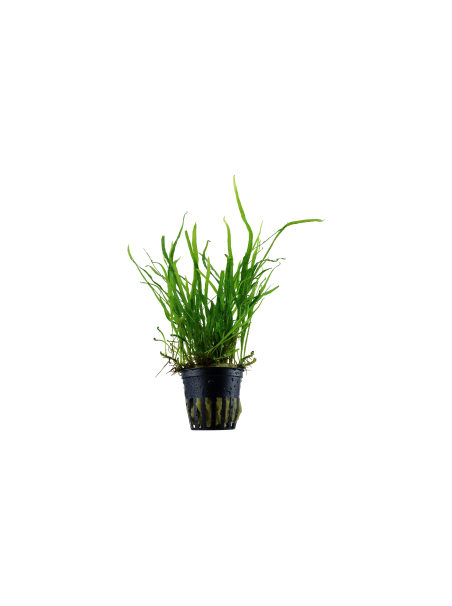 Microsorum pteropus 'Trident' en maceta