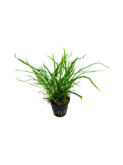 Microsorum pteropus 'Trident' en maceta