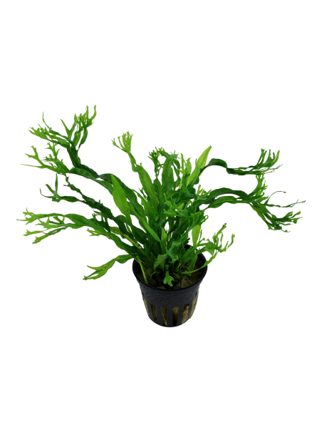 Microsorum pteropus 'Windelov' en maceta