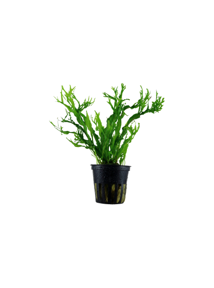 Microsorum pteropus 'Windelov' en maceta