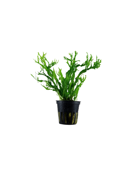 Microsorum pteropus 'Windelov' en maceta