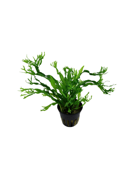 Microsorum pteropus 'Windelov' en maceta