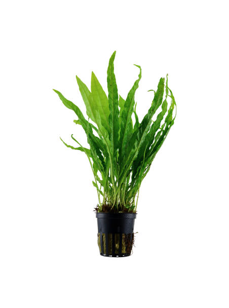 Microsorum pteropus en maceta