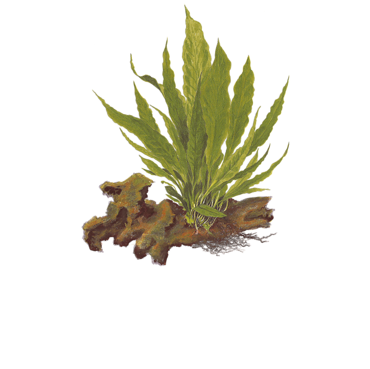 Microsorum pteropus en maceta