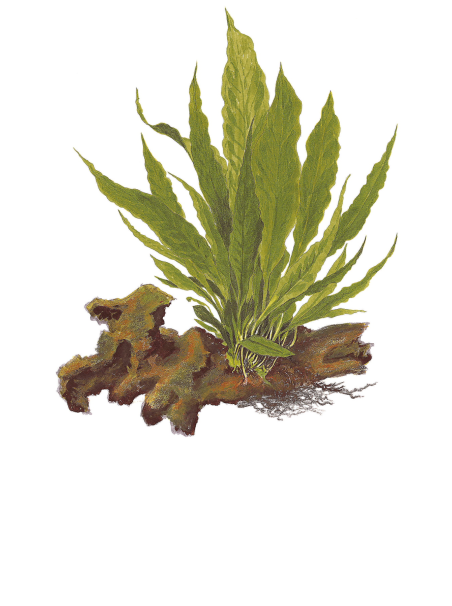 Microsorum pteropus en maceta