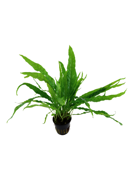 Microsorum pteropus en maceta