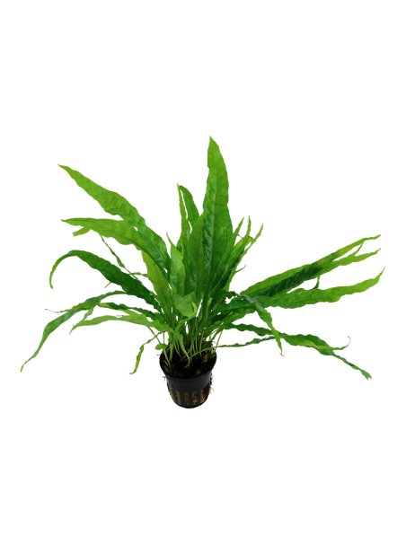 Microsorum pteropus en maceta