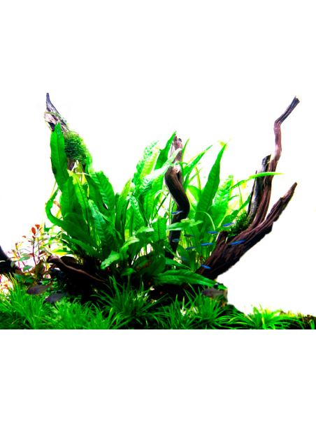 Microsorum pteropus en maceta