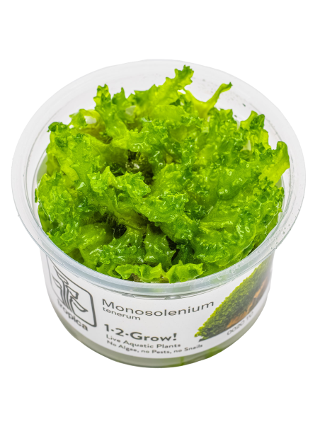 Monosolenium tenerum 1-2-Grow!