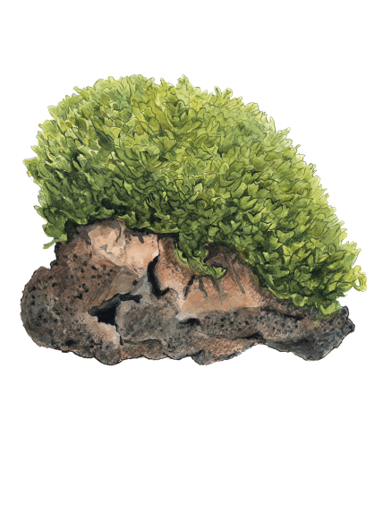 Monosolenium tenerum 1-2-Grow! 2