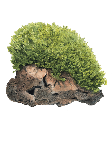 Monosolenium tenerum 1-2-Grow!