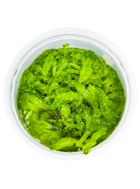 Monosolenium tenerum 1-2-Grow!