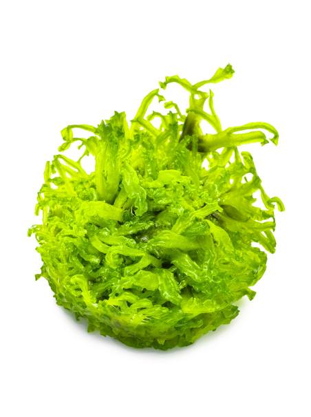 Monosolenium tenerum 1-2-Grow!