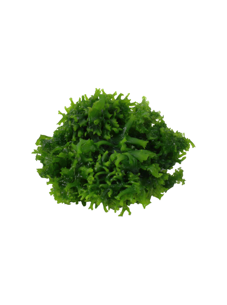 Monosolenium tenerum 1-2-Grow!