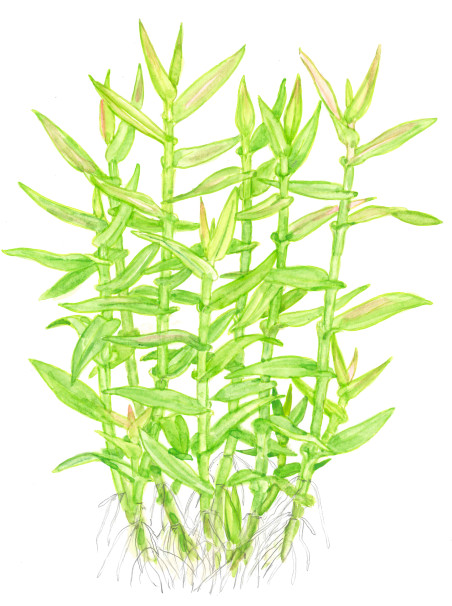 Murdannia keisak en maceta